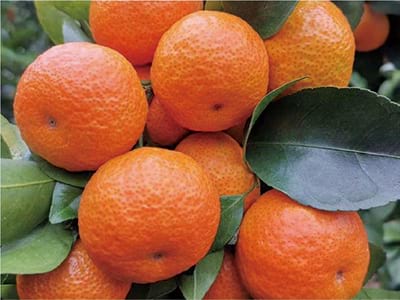 Fruit Trees