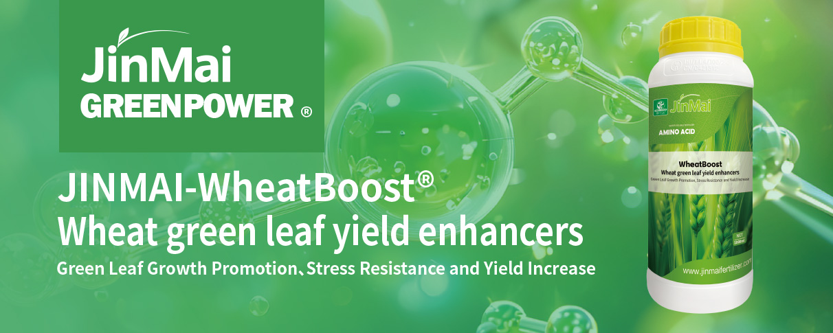 Wheat Green Leaf Yield Enhancers Fertilizer_01