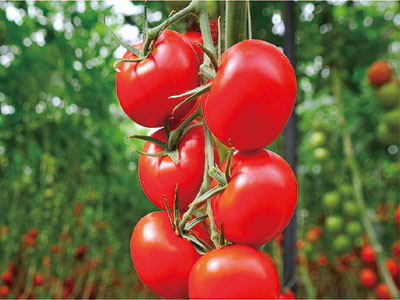 Plant Anti-Stress Immune Protein Solution Fertilizer_03