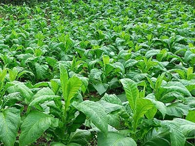 Aminooligosaccharides Fertilizer_10