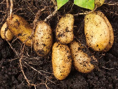 B-Fe-Mn-Zn-Mo-Cu Fertilizer_09