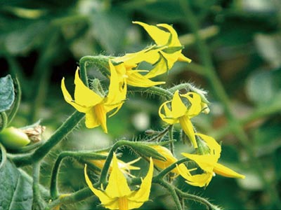 High Efficiency Plant Flower And Fruit Accelerator Fertilizer_08