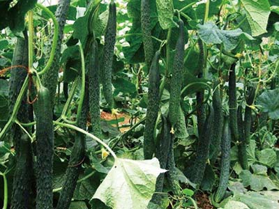 Cell Elongation Enhancing Stimulator Fertilizer_03