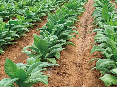 High-Efficiency Rooting And Growth-Promoting Fermented Solution Fertilizer_10