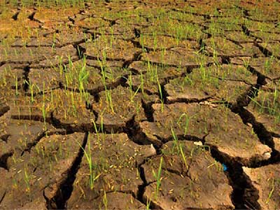 Soil Improvement And Growth Promotion Antibacterial Agent_05