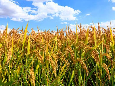 Drought-Resistant Water Retaining Agent_03