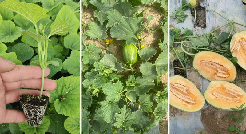 JINMAI-Black Soil Energy&reg; &ndash; Specialized Solution for Hami Melon Cultivation in Sandy Soil_02