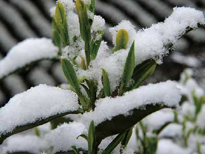Seaweed Essence Fertilizer