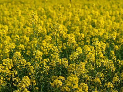 Specialty Crops and Ornamentals