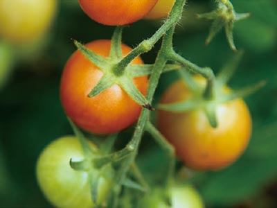 Tomato Coloring Enhancers Fertilizer_03
