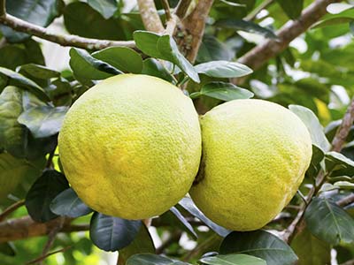 Plant Anti-Stress Immune Protein Solution Fertilizer_07