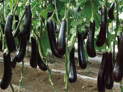 Cell Elongation Enhancing Stimulator Fertilizer_04