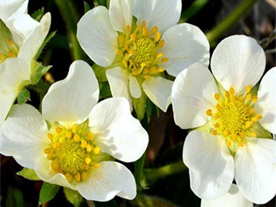 High Efficiency Plant Flower And Fruit Accelerator Fertilizer_03