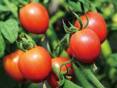 Glucan Boron Fertilizer_08