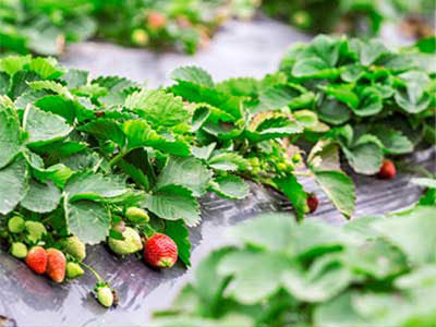 High-Efficiency Rooting And Growth-Promoting Fermented Solution Fertilizer_05
