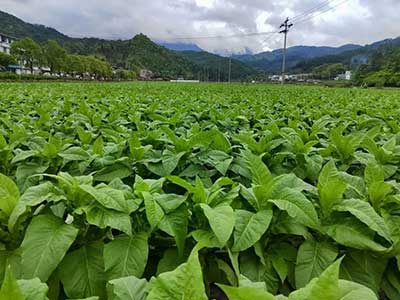 High Concentration Fulvic Acid Active Solution Fertilizer_10
