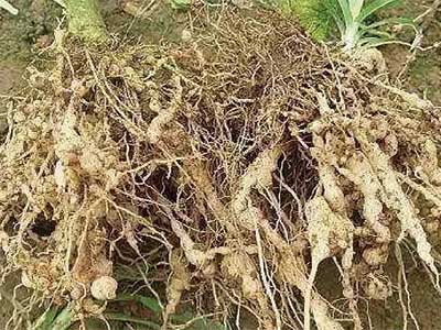 Specialized For Nematode Control_05