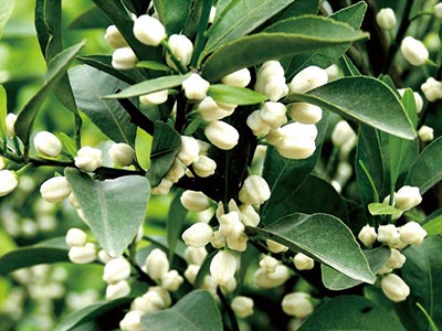 Insect Attractant_03