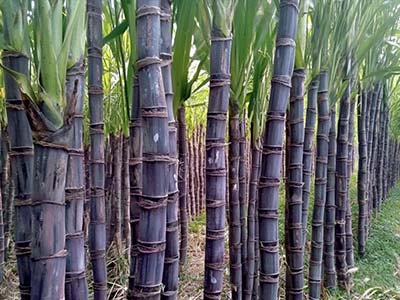 Broad-Spectrum Biocontrol Microbial Agent_10