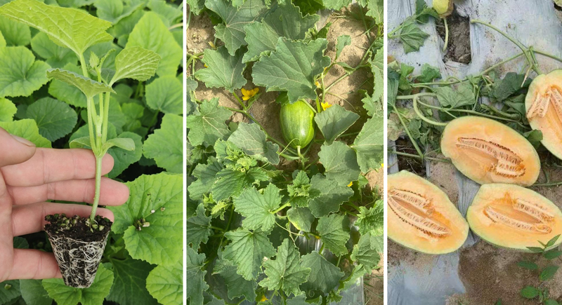Hami Melon Cultivation in Sandy Soil_02