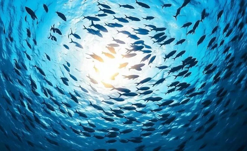 Understanding Amino Acid, Peptide, and Fish Protein Fertilizers_01