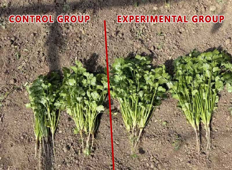Compreendendo os fertilizantes de amino&aacute;cidos, pept&iacute;deos e prote&iacute;nas de peixe_05