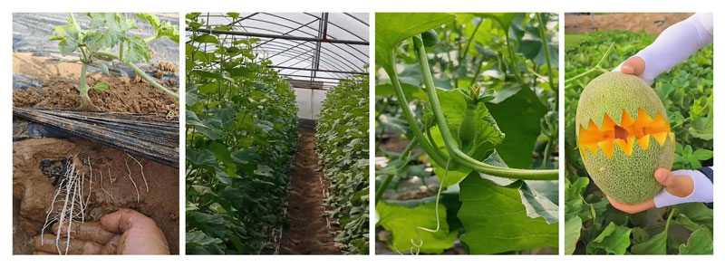 JINMAI-Black Soil Energy&reg; &ndash; Specialized Solution for Hami Melon Cultivation in Sandy Soil_05