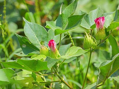 កម្មវិធី_០៤