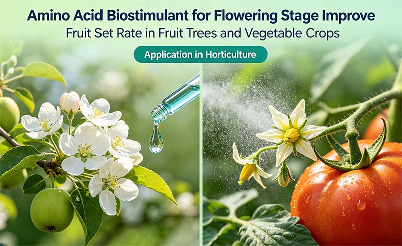 Amino Acid Biostimulant for Flowering Stage Improve Fruit Set Rate in Fruit Trees and Vegetable Crops.jpg