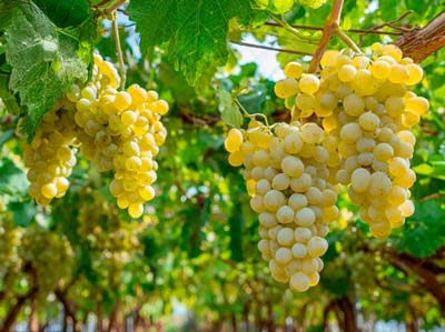 برنامه های کاربردی_01