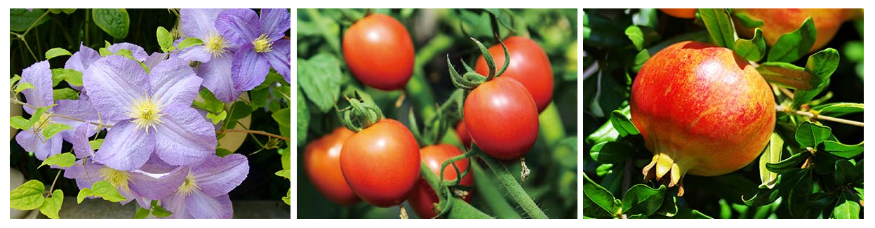 Humic Acid Fertilizer-.png