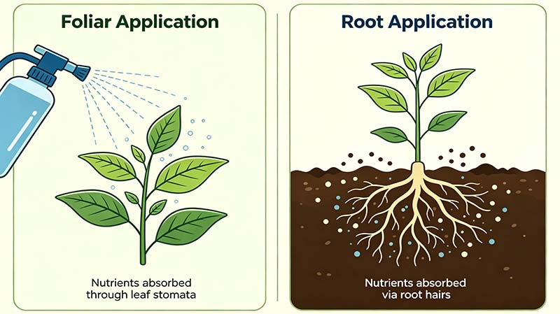 Foliar Spray vs Root Application Which Amino Acid Fertilizer Method Delivers Better Results_01.jpg