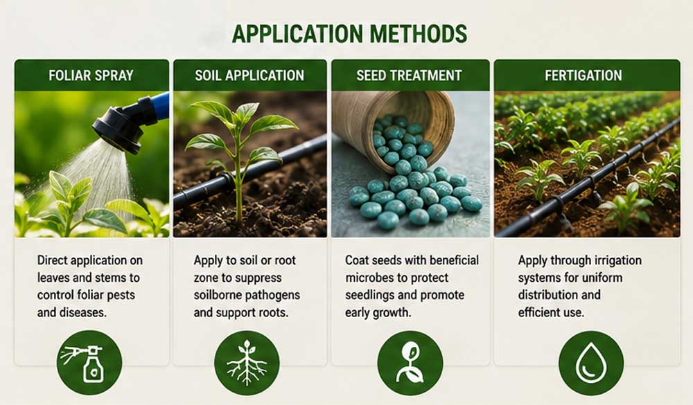 Microbial Biocontrol Agents - Types, Benefits, Applications, and Their Role in Sustainable Crop Protection_04.jpg