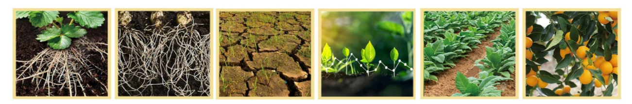 Humic Acid Fertilizer1.png