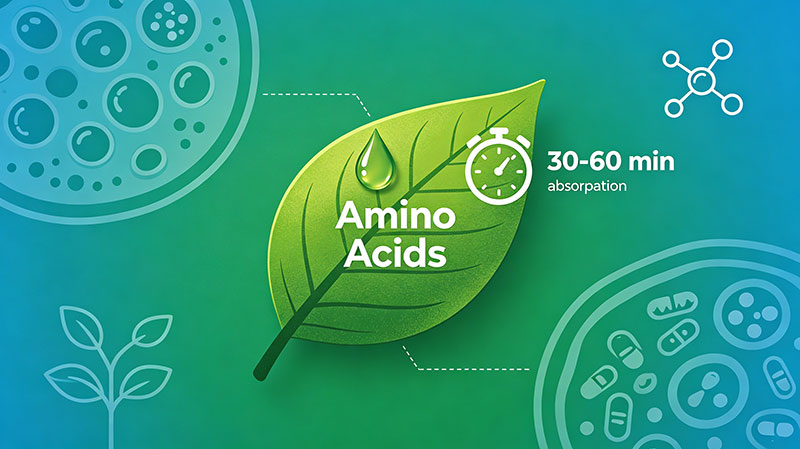 Foliar Amino Acid Absorption (Leaf Pathway)_01