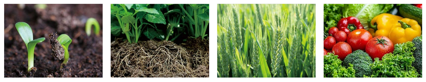 Humic Acid Fertilizer2.png
