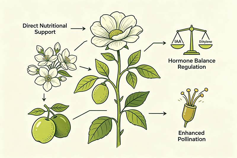 Amino Acid Biostimulant for Flowering Stage Improve Fruit Set Rate in Fruit Trees and Vegetable Crops_01.jpg