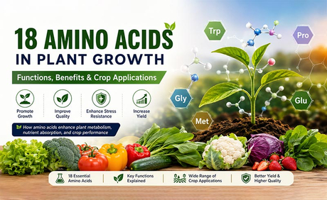 Effects of 18 Amino Acids on Plant Growth and Crop Quality.jpg
