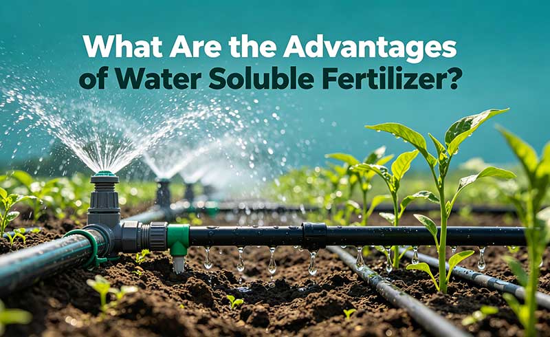 &iquest;Cu&aacute;les son las ventajas de los fertilizantes solubles en agua?