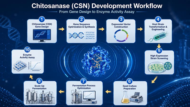 From Gene Engineering to Industrial Production - JINMAI Biotech Achieves Breakthrough in Chitosanase (CSN) Manufacturing_01.jpg
